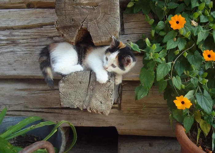 哈特勒霍夫酒店 农家乐 海因费尔斯