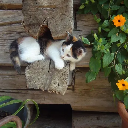 Hattlerhof Farma Heinfels